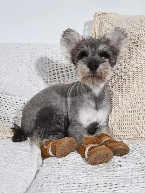 Four pieces Letter Paw Print Pet Shoes - Image 3